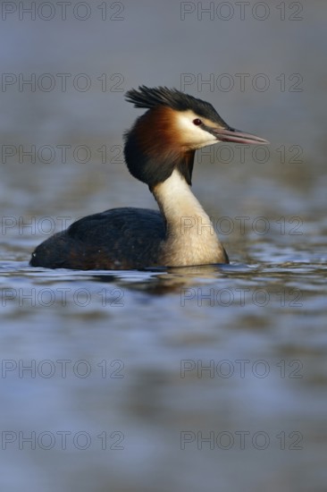 In early spring... Great Crested Grebe (Podiceps Scalloped ribbonfish) in its plumage, breeding plumage, conspicuous, native breeding bird on, on many waters, native nature, waterfowl, Lower Rhine, Rhineland, North Rhine-Westphalia, Germany, Western Europe