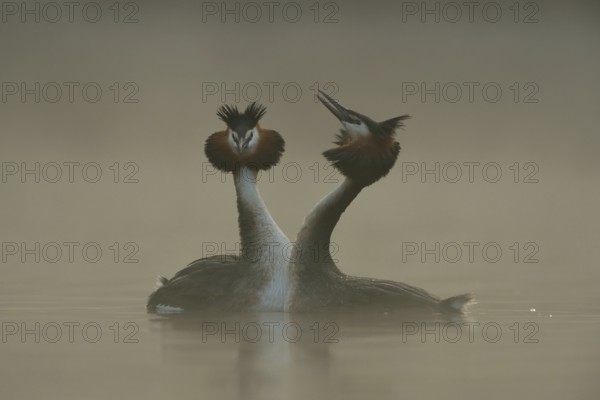 The courtship... Great Crested Grebe (Podiceps Scalloped ribbonfish), couple at their wedding dance, waterfowl, native nature, Lower Rhine, Rhineland, North Rhine-Westphalia, Germany, Western Europe