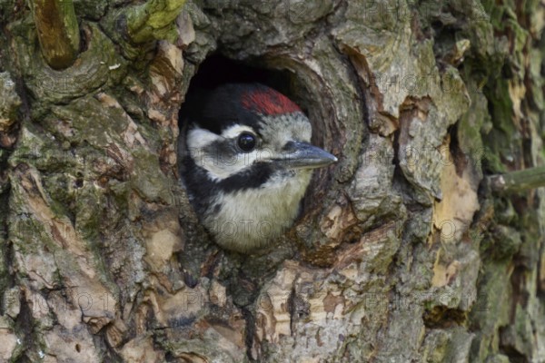 Great spotted woodpecker (Dendrocopos major), juvenile, almost fledged young bird waiting in its nesting cavity, woodpecker cavity for feeding, looking out, Rhine district Neuss, North Rhine-Westphalia, Germany, Western Europe