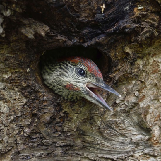 At the woodpecker hole... Green woodpecker (Picus viridis), young woodpecker looks out of its nesting cavity, calls for the adult birds, begs for food, already older young bird, well developed, will soon fledge, series Tierkinder, Lower Rhine, North Rhine-Westphalia, Germany, Western Europe