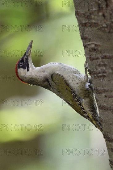 Alert... Green woodpecker (Picus viridis) sitting on a tree trunk of a wild cherry, leaning far back, a sign of increased attention, alertness, typical behaviour, Lower Rhine, North Rhine-Westphalia, Germany, Western Europe