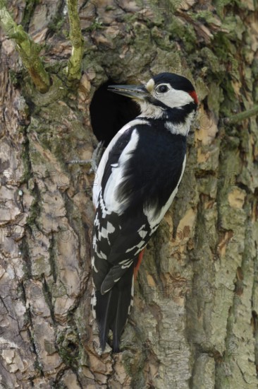 At the breeding den... Great spotted woodpecker (Dendrocopos major), male woodpecker with food for the offspring in his beak, detailed picture, Lower Rhine, North Rhine-Westphalia, Germany, Western Europe