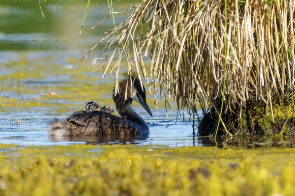 Great Crested Grebe with chicks on its back swimming under overhanging reeds, Great Crested Grebe, (Podiceps Scalloped ribbonfish), with chicks, wildlife, Germany
