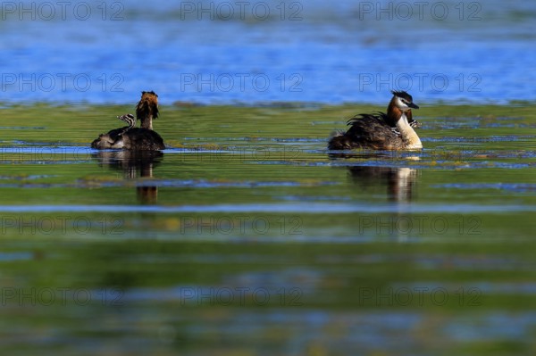 Great crested grebe swimming on a calm lake in a peaceful, natural environment, Great crested grebe, (Podiceps Scalloped ribbonfish), with chicks, wildlife, Germany