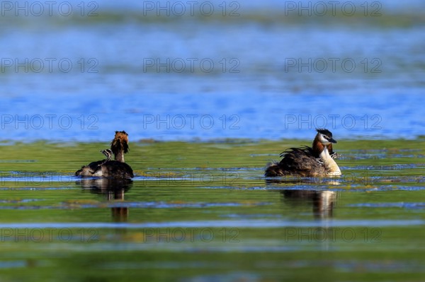 Two great crested grebes are in a calm lake in a natural environment, Great crested grebe, (Podiceps Scalloped ribbonfish), with chicks, wildlife, Germany