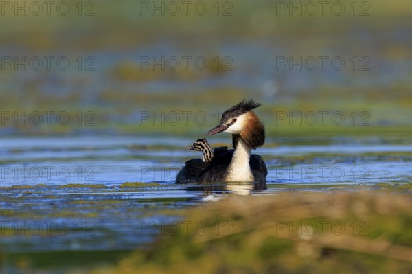 A great crested grebe swims head-on towards you, surrounded by natural vegetation, Great crested grebe, (Podiceps scalloped ribbonfish), with chicks, wildlife, Germany