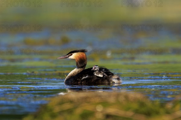 Great Crested Grebe walking leisurely over the water of a lake, Great Crested Grebe, (Podiceps Scalloped ribbonfish), with chicks, wildlife, Germany