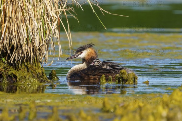 A bird in the water near reeds, conveying a sense of calm and natural surroundings, Great Crested Grebe, (Podiceps scalloped ribbonfish), with chicks, wildlife, Germany