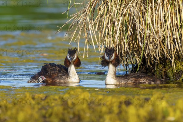 Two great crested grebes in the water near a bundle of plants, Great crested grebe, (Podiceps Scalloped ribbonfish), with chicks, wildlife, Germany