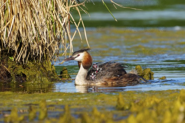 Lateral view of great crested grebe with chicks near plants in water, Great crested grebe, (Podiceps Scalloped ribbonfish), with chicks, wildlife, Germany