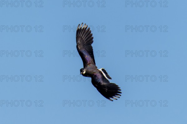 An elegant bird with a unique wing shape in the blue sky, lapwing (Vanellus vanellus), wildlife, Germany