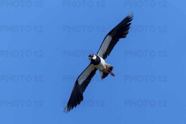 A bird flies with its wings spread wide in the clear sky, Lapwing (Vanellus vanellus), wildlife, Germany