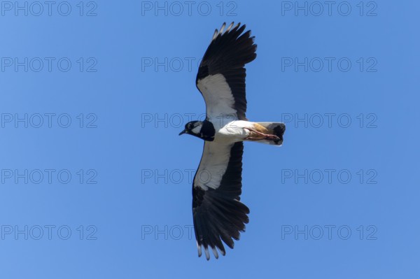 A bird flies symmetrically in the blue sky, lapwing (Vanellus vanellus), wildlife, Germany
