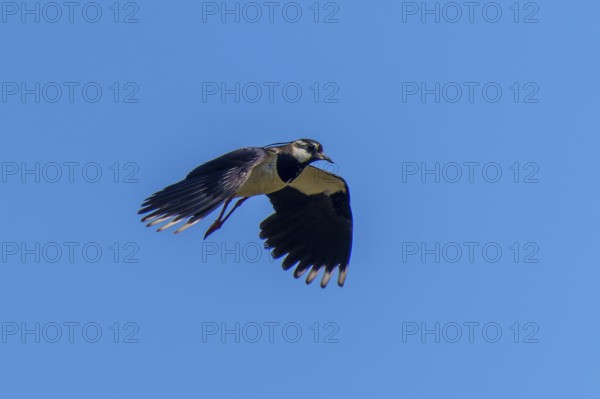 A bird flies in the blue sky with outstretched wings, lapwing (Vanellus vanellus), wildlife, Germany