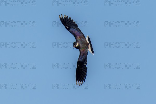A bird flies elegantly in the wide blue sky, lapwing (Vanellus vanellus), wildlife, Germany