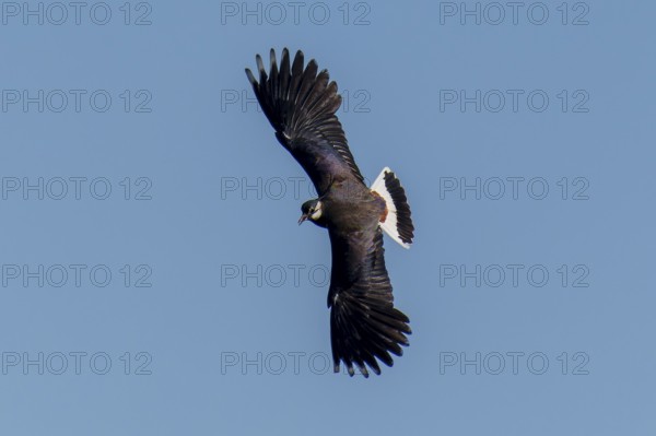 A bird soars majestically with outstretched wings, lapwing (Vanellus vanellus), wildlife, Germany
