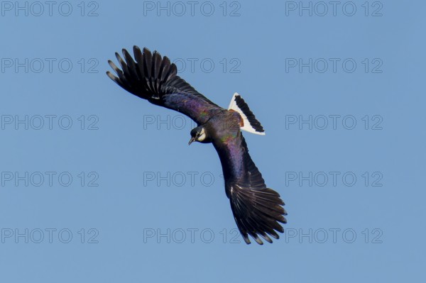 A bird moves through the sky with unmistakable wings, lapwing (Vanellus vanellus), wildlife, Germany