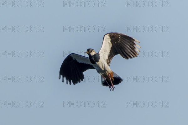 A bird flies high in the sky with its wings wide open, lapwing (Vanellus vanellus), wildlife, Germany