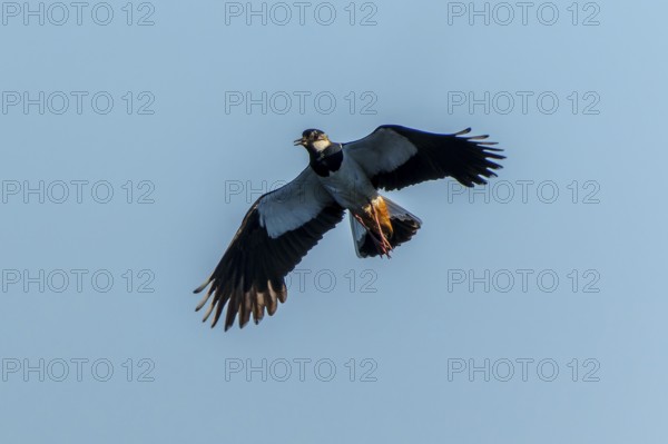 A bird flying high in the air against a clear sky, lapwing (Vanellus vanellus), wildlife, Germany