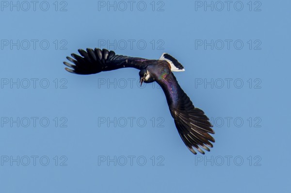 A bird with spread wings flying in the blue sky, Lapwing (Vanellus vanellus), wildlife, Germany