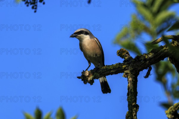 A bird sitting on a branch against a clear blue sky in the sunshine, Red-backed Shrike (Lanius collurio), wildlife, Germany