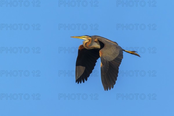 A bird flies majestically in the clear blue sky, purple heron, (Ardea purpurea), wildlife, Germany