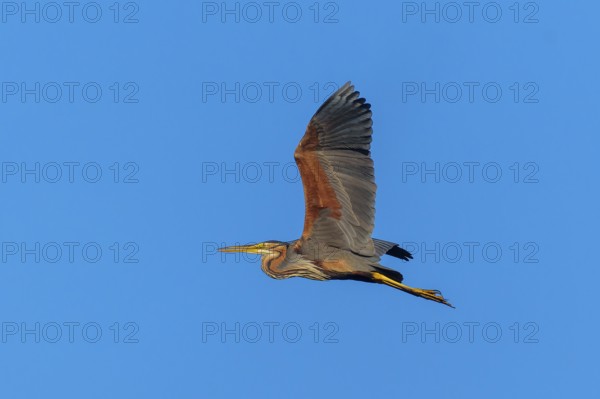 A large bird spreads its wings in flight in the blue sky, Purple Heron, (Ardea purpurea), wildlife, Germany