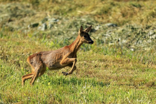 A roe deer leaps through a green landscape, showing freedom and movement, Roe deer (Capreolus capreolus), wildlife, Germany