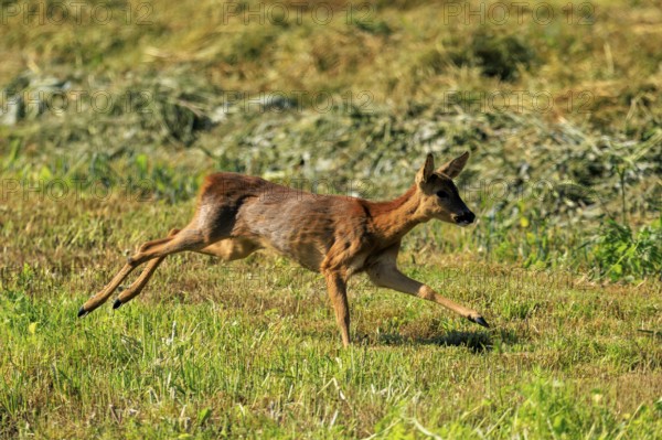 A roe deer runs joyfully across a vast green meadow, Roe deer (Capreolus capreolus), wildlife, Germany