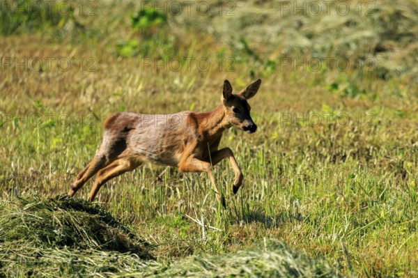 A roe deer leaps dynamically across a green meadow in natural surroundings, Roe deer (Capreolus capreolus), wildlife, Germany