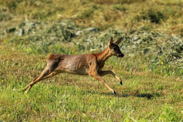 A roe deer in full motion across a green meadow, Roe deer (Capreolus capreolus), wildlife, Germany