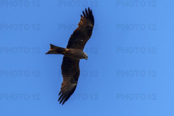A mighty bird of prey soars in the clear blue sky with its wings spread wide, Red Kite, (Milvus milvus) wildlife, Germany
