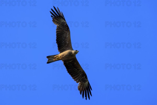 A single bird of prey flies in the clear blue sky and majestically spreads its wings, Red Kite, (Milvus milvus) wildlife, Germany