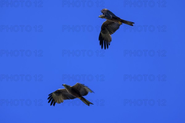 Two birds of prey fly synchronised in the blue sky and create a feeling of freedom, Red Kite, (Milvus milvus) wildlife, Germany