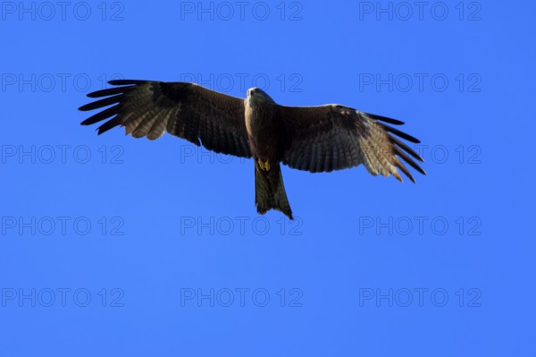 An isolated bird of prey spreads its large wings and flies high in the blue sky, Red Kite, (Milvus milvus) wildlife, Germany