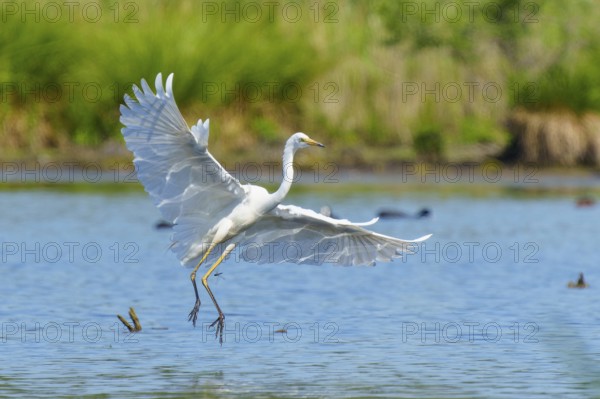 A heron with open wings hovering over a lake, Great White Egret (Ardea alba, Syn.: Casmerodius albus, Egretta alba), wildlife, Germany
