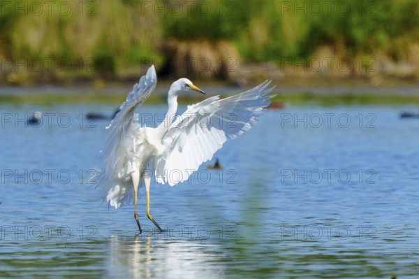 A heron with spread wings over water, Great White Egret (Ardea alba, Syn.: Casmerodius albus, Egretta alba), wildlife, Germany