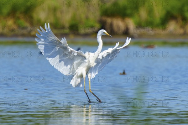 The heron dynamically spreads its wings over the water, Great White Egret (Ardea alba, Syn.: Casmerodius albus, Egretta alba), wildlife, Germany