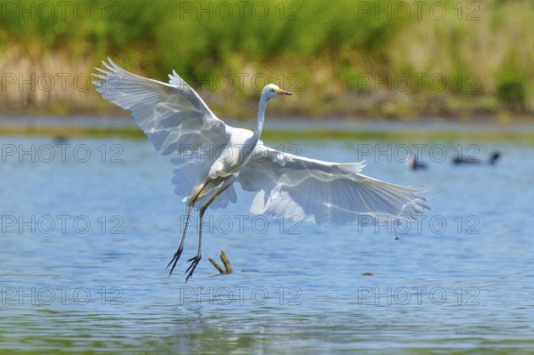 A heron spreads its wings over a calm body of water, Great White Egret (Ardea alba, Syn.: Casmerodius albus, Egretta alba), wildlife, Germany