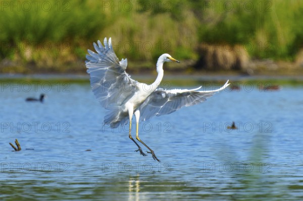 Heron landing gracefully on the water, Great White Egret (Ardea alba, Syn.: Casmerodius albus, Egretta alba), wildlife, Germany