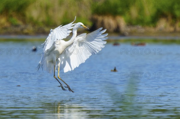 White heron gliding just above the water, Great White Egret (Ardea alba, Syn.: Casmerodius albus, Egretta alba), wildlife, Germany