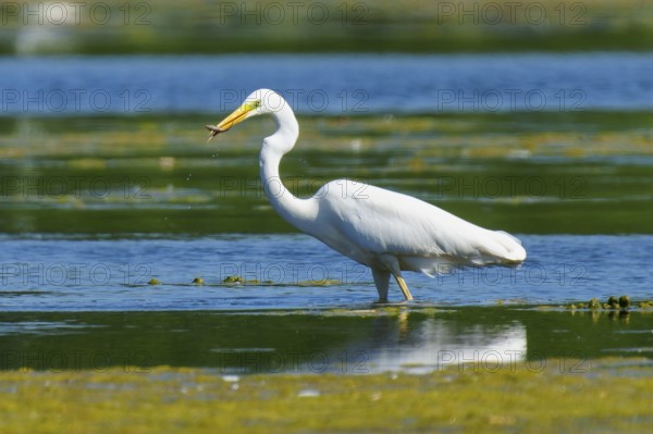 A heron in the water has a fish in its beak, Great White Egret (Ardea alba, Syn.: Casmerodius albus, Egretta alba), wildlife, Germany