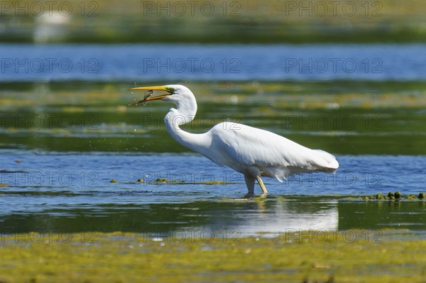 A heron fishing in calm, green waters under a blue sky, Great White Egret (Ardea alba, Syn.: Casmerodius albus, Egretta alba), wildlife, Germany