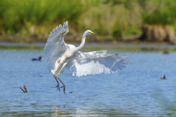 A heron lowers its wings as it flies over water, Great White Egret (Ardea alba, Syn.: Casmerodius albus, Egretta alba), wildlife, Germany