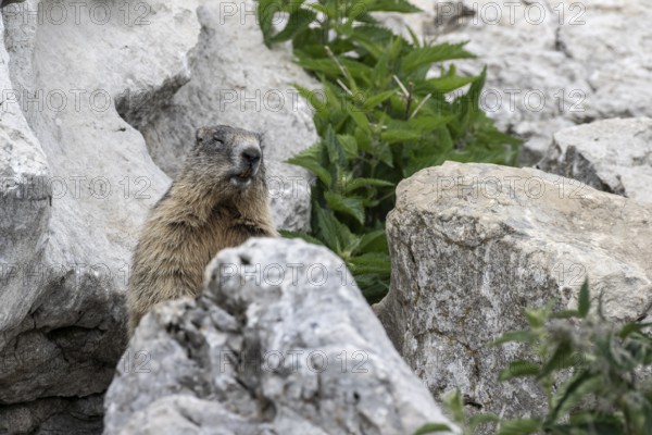 Marmot (Marmota marmota), Monte Baldo, Italy
