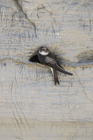 Sand martin (Riparia riparia), Emsland, Lower Saxony, Germany