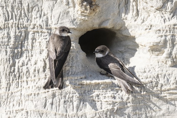 Sand martins (Riparia riparia), Emsland, Lower Saxony, Germany