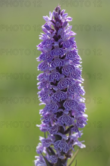 Southern marsh orchid (Dactylorhiza maculata), Emsland, Lower Saxony, Germany