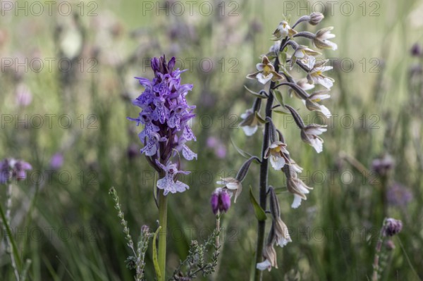 Southern marsh orchid (Dactylorhiza maculata) and marsh epiphyte (Epipactis palustris), Emsland, Lower Saxony, Germany