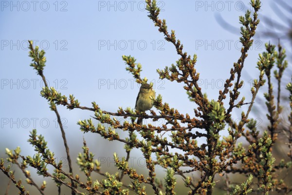 Chiffchaff, willow warbler sitting on a branch in a shrub, Insel Düne, Heligoland, Schleswig-Holstein, Germany